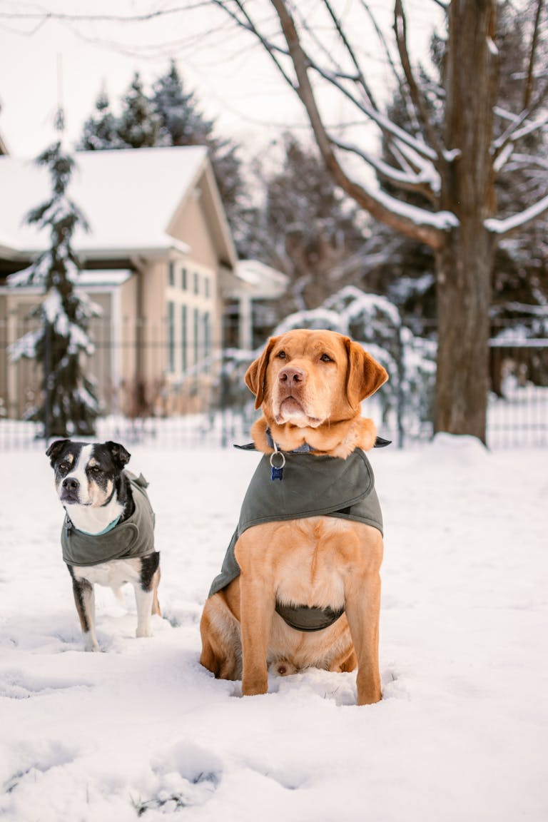 Two dogs in winter coats sitting in snowy Boise, Idaho backyard.